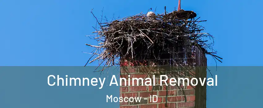 Chimney Animal Removal Moscow - ID