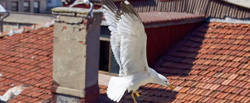 Residential Chimney Animal Removal Solution in Moscow, ID